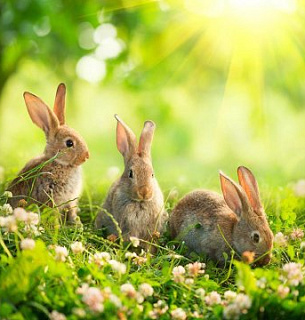 Фотообои D2-113 Кролики 300х270 см