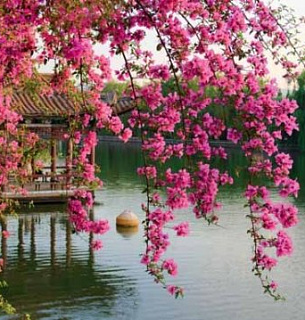 Фотообои В1-077 Цветущие ветви в саду Китая 300х270 см