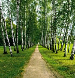 Фотообои Березовая аллея 400*270