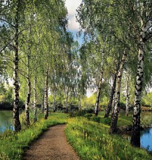 Фотообои Березовая дорожка 400*270 холст