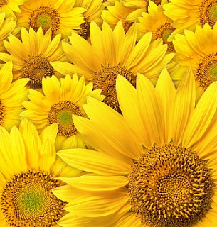 Фотообои В1-090 Подсолнухи 300х270 см