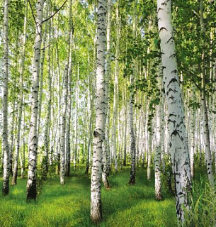 Фотообои Березовая роща 300*270 