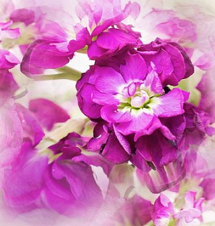 Фотообои D-006 Цветы дымка 300х270 см