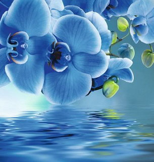 Фотообои Голубая орхидея 300*270