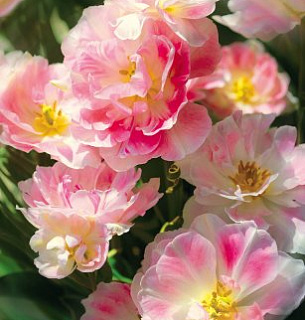 Фотообои Соцветие 196*260