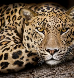 Фотообои А172  Хищник 294*260