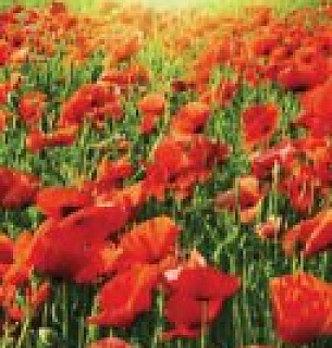 Фотообои Декоративное панно 70-016-01 фотообои