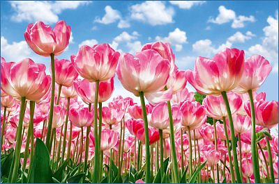 Фотообои Цветочная поляна 392*260