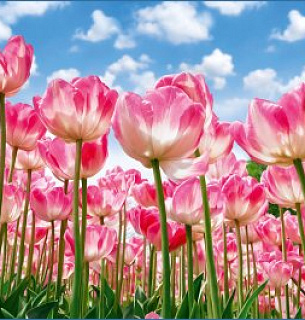 Фотообои Цветочная поляна 392*260