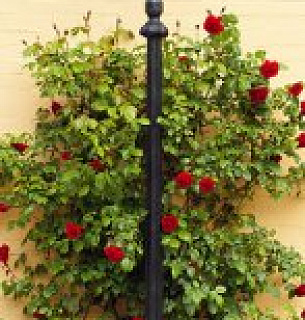 Фотообои Розовый куст 100*270