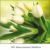 Фотообои А 001 Белые тюльпаны 