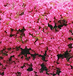 Фотообои Б1-152 Стена цветов 300*270