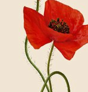 Фотообои Б1-289 Маки 100*270