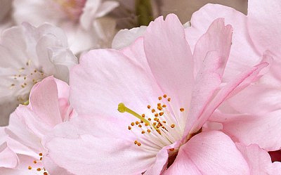 Букет декор массив  662  25х40