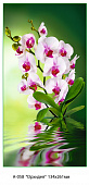 Фотообои Орхидея 134*261