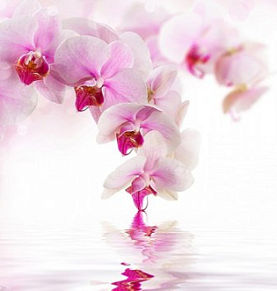 Фотообои Розовая орхидея 300х270 см