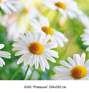 Фотообои А 045 Ромашки