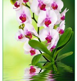 Фотообои Орхидея 134*261
