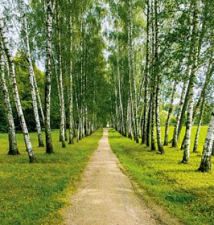 Фотообои Березовая аллея 392*260