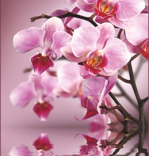 Фотообои А 027 Изящность 