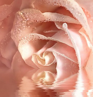 Фотообои Кремовая роза 200*200 кожа