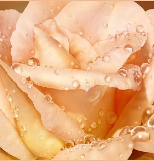 Фотообои Чайная роза 268*196