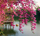Фотообои В1-077 Цветущие ветви в саду Китая 300х270 см