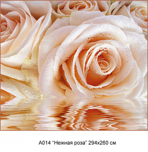 Фотообои А 014 Нежная роза 