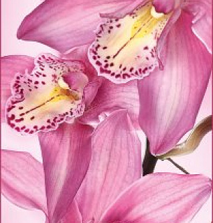 Фотообои Цветы Афродиты 134*261