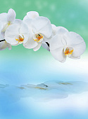 Фотообои Б1-245 Орхидея с отражением 200*270
