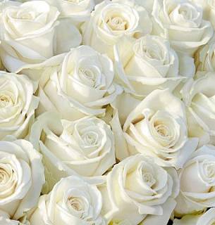 Фотообои Лирика 300*270 песок