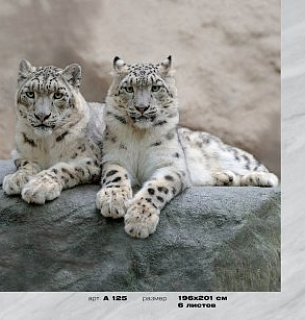 Фотообои А125 Рыси 196*201