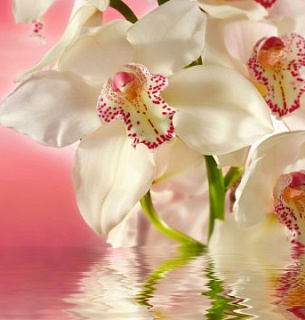 Розовая орхидея 300*270