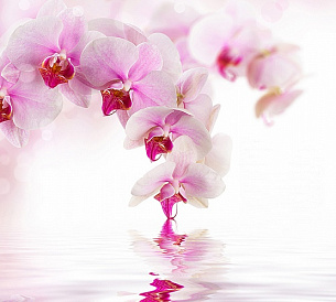 Фотообои Розовая орхидея 300х270 см