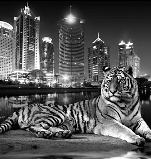 Фотообои А094 Тигр 294*260