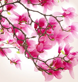 Фотообои Б1-148 Магнолия 300*270