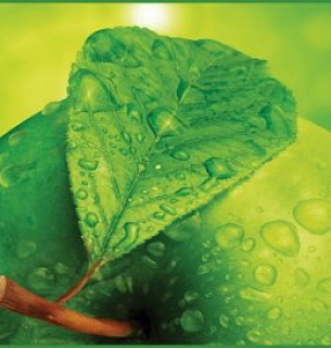 Фотообои А 018 Яблоко