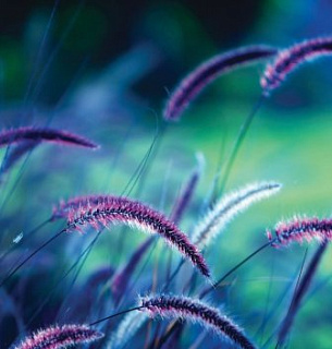 Фотообои А 043 Вереск 