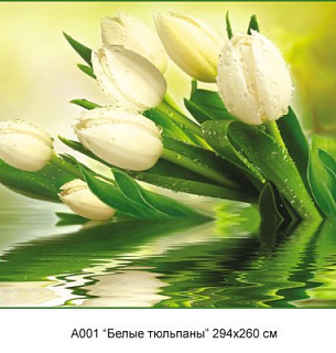 Фотообои А 001 Белые тюльпаны 