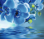 Фотообои Голубая орхидея 300*270