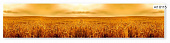 Фартук кухонный Пшеница (2800х610х6мм) МДФ высокоглянц Panda art.0115