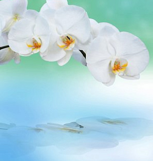 Фотообои Б1-245 Орхидея с отражением 200*270