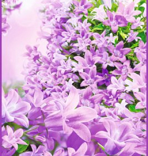 Фотообои А 024 Сиреневый букет