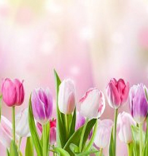 Фотообои D2-027 Тюльпаны 300х147 см