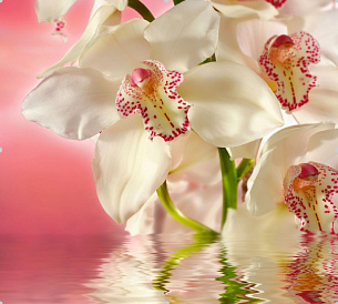 Розовая орхидея 300*270