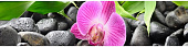 Фартук кухонный Орхидея №2 (2440х610х3мм)
