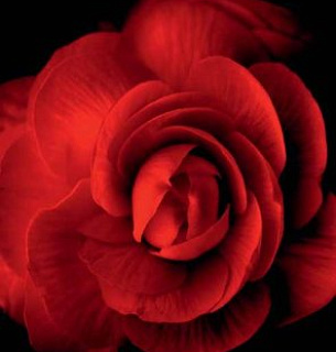 Фотообои D2-083 Роза в тени 200х270 см