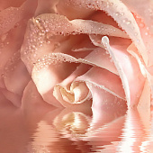 Фотообои Кремовая роза 200*200 кожа