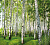 Фотообои Березовая роща 300*270 