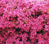 Фотообои Б1-152 Стена цветов 300*270